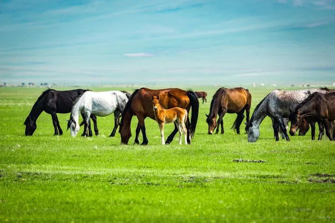 呼倫貝爾包車,呼倫貝爾包車,呼倫貝爾包車,旅游包車