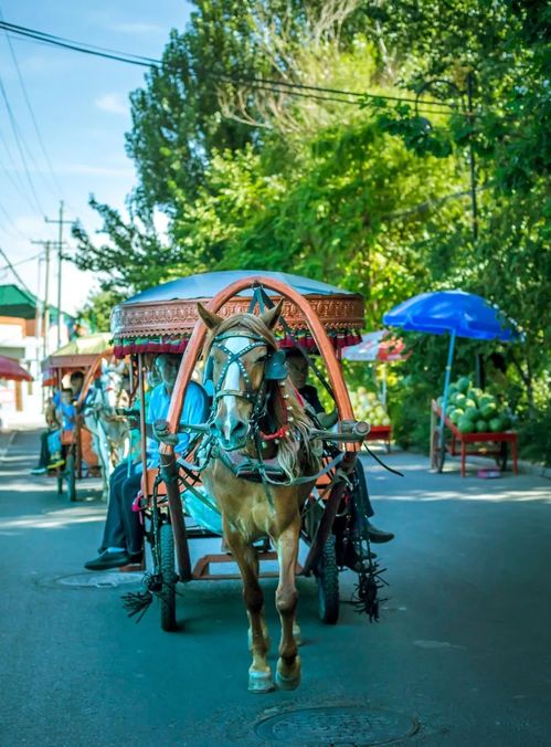 7月是伊犁最美的季節(jié),為什么不要跟團(tuán),一定要自由行包車去伊犁呢