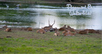 全是干貨 斯里蘭卡包車雙人十天自助游記 英文