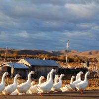 劉乃明/呼倫貝爾自助游包車的商家空間 | 游多多旅游自助超市