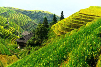 金秋九月桂林陽朔龍脊梯田包車自助游全攻略